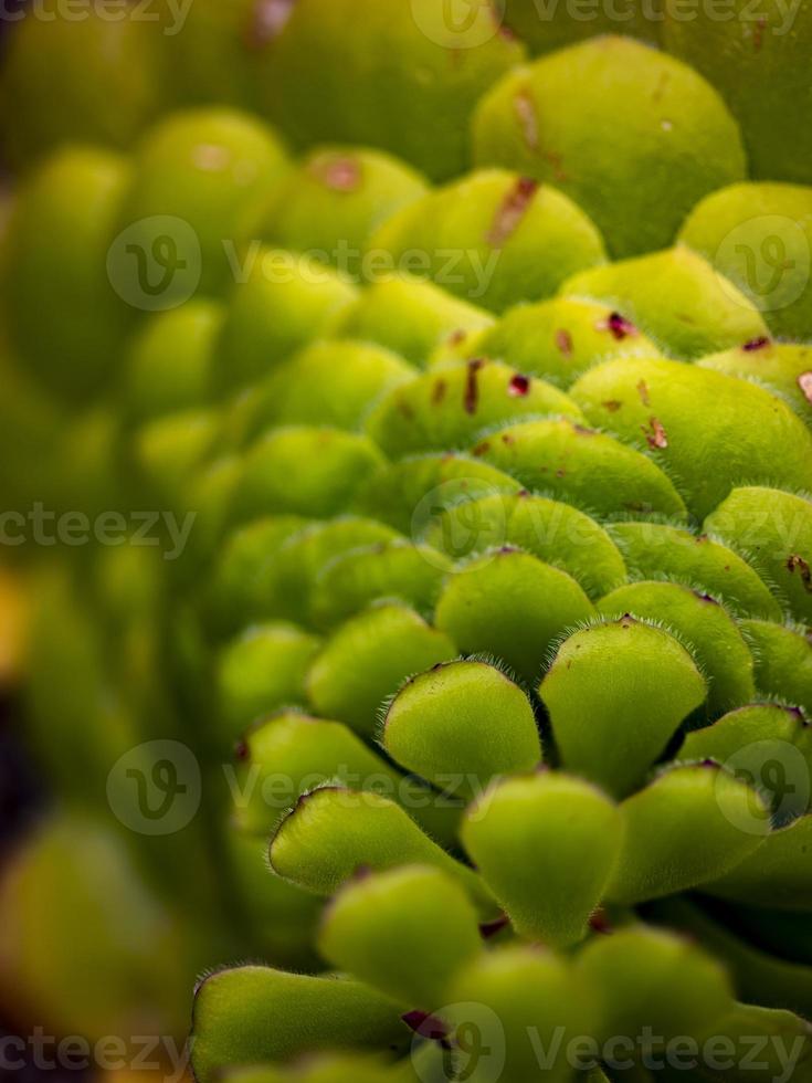 aeonium met platte bovenkant - aeonium tabuliforme foto