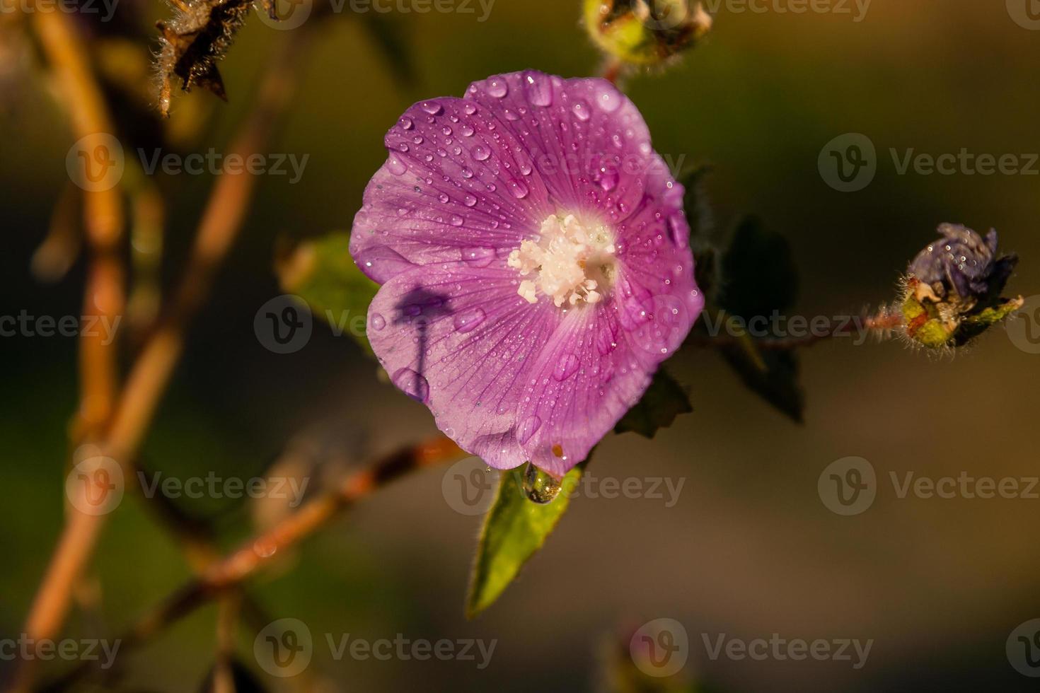 zomer veld- van macro bloemen in detailopname druppels foto