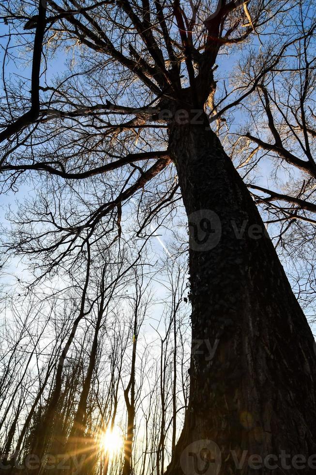 achtergrond met bomen foto