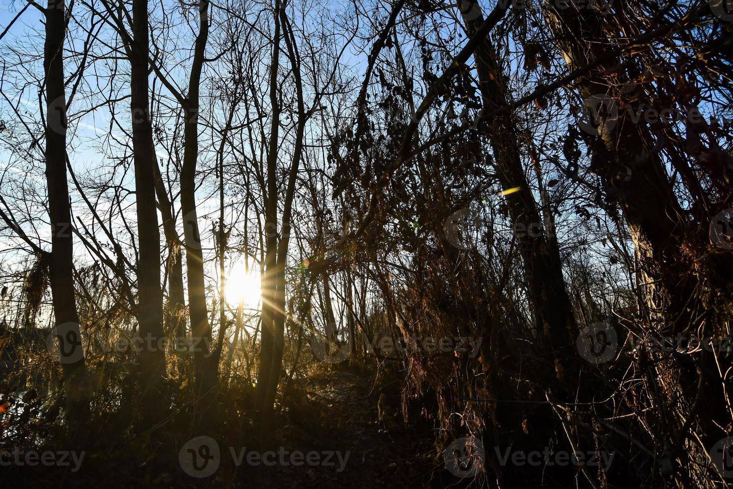 visie van de Woud foto