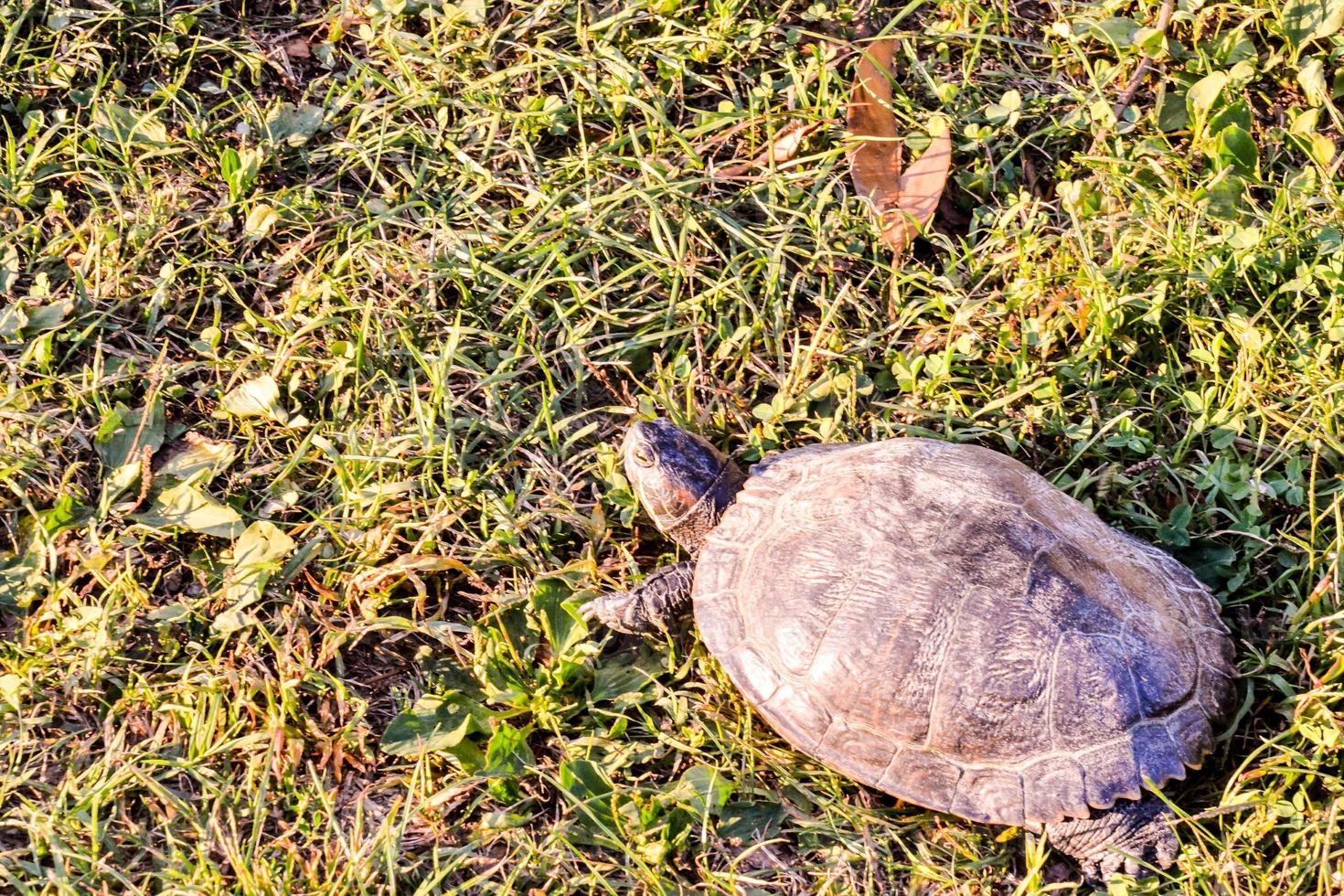 een schildpad wandelen foto