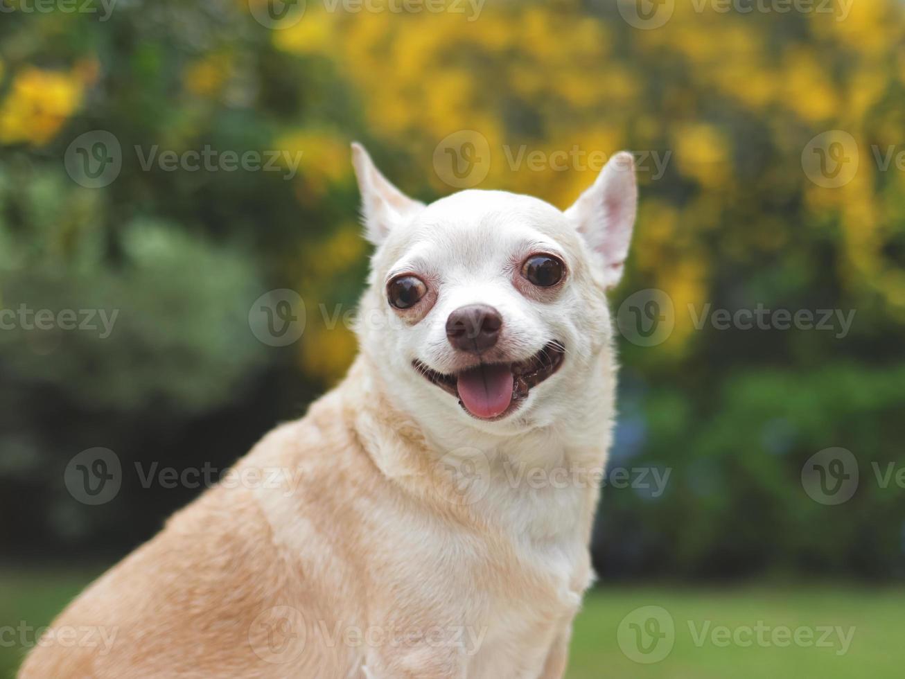 bruin kort haar- chihuahua hond zittend Aan groen gras in de tuin met geel bloemen zwarte grond, op zoek Bij camera. foto