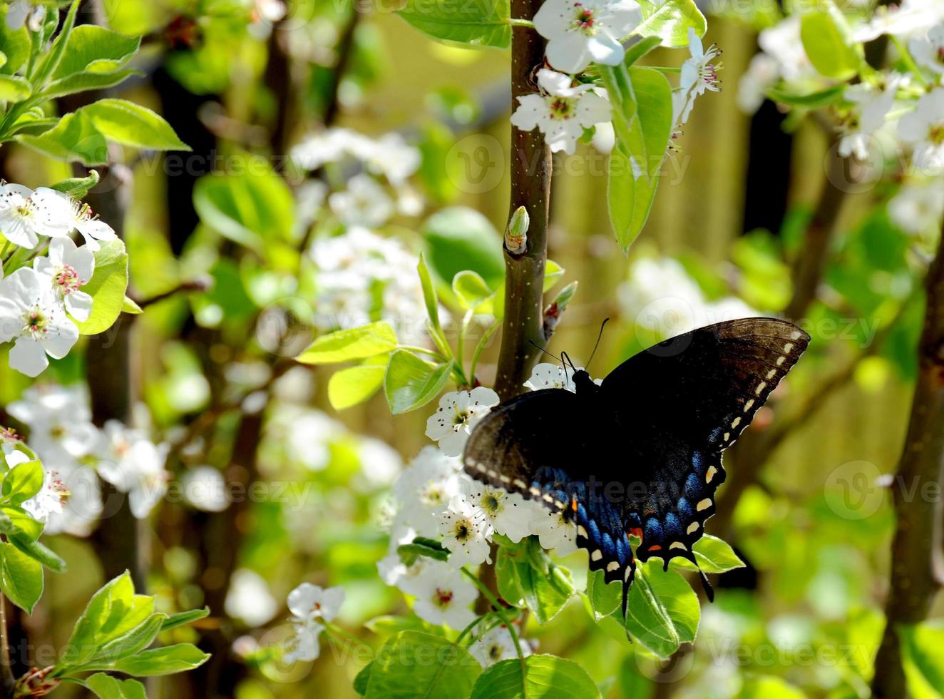 een zwart zwaluwstaart vlinder strekt zich uit zijn Vleugels net zo hij verbruikt bloem nectar. foto