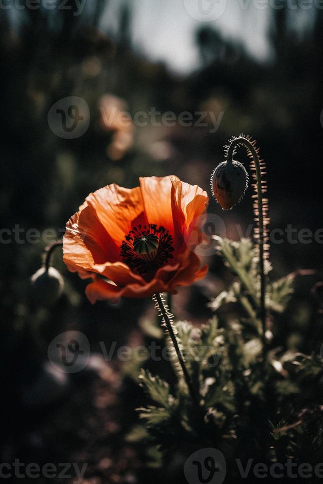 polly bloem in de wild boeiend fotografie van een mooi en bijzonder bloesem foto