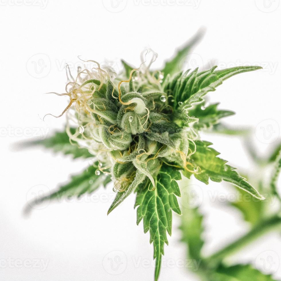 een verbijsterend detailopname van een sativa knop Aan een wit achtergrond foto