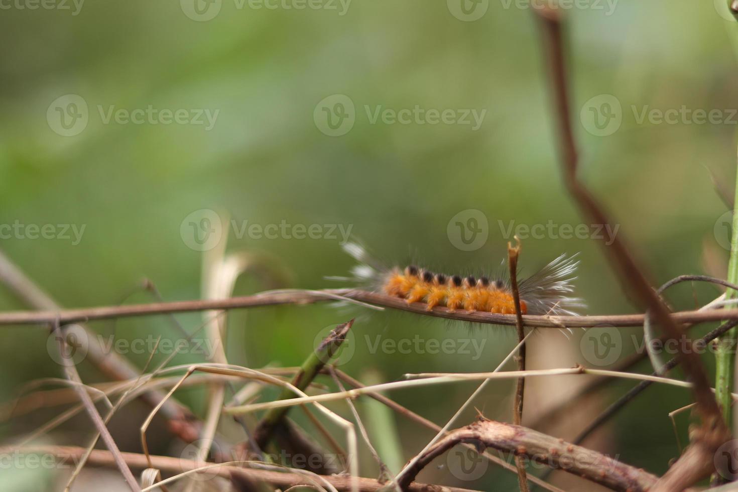 rups- met een wazig achtergrond foto