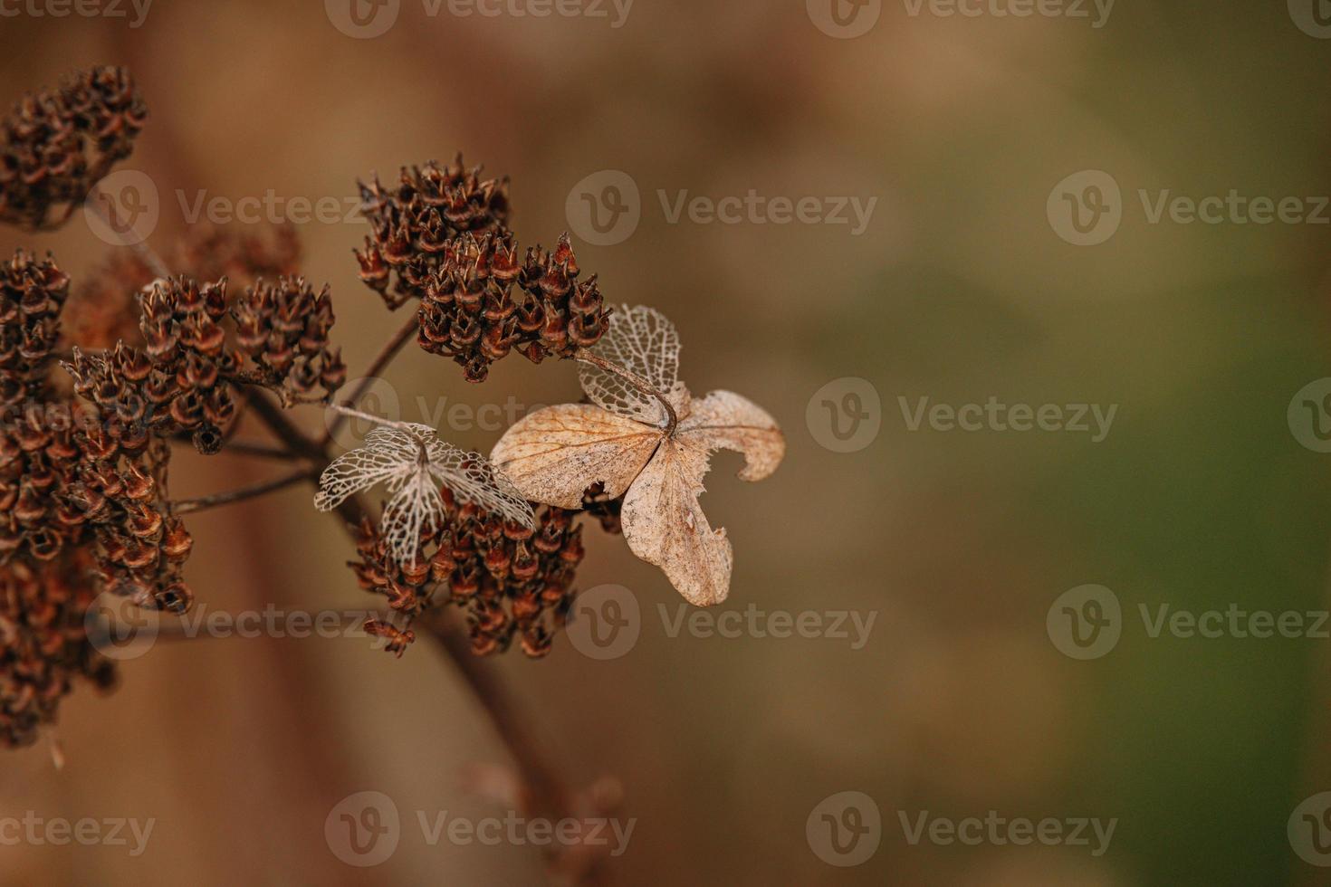 bruin verdord sier- bloemen in de tuin Aan een koel herfst dag foto