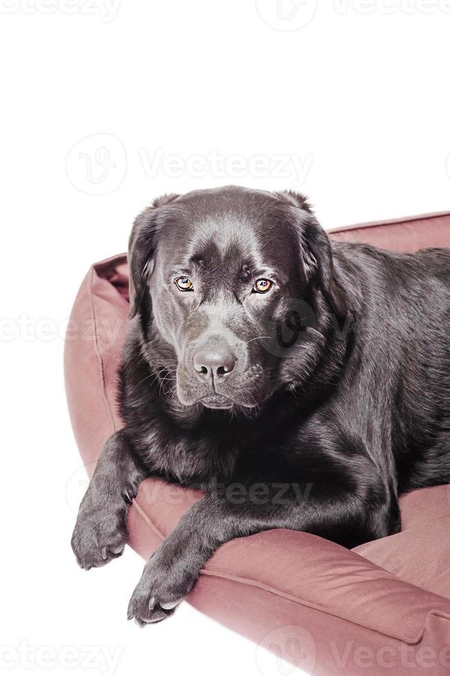 hond in bruin bankstel isoleren Aan wit. zwart labrador retriever, huisdier. foto