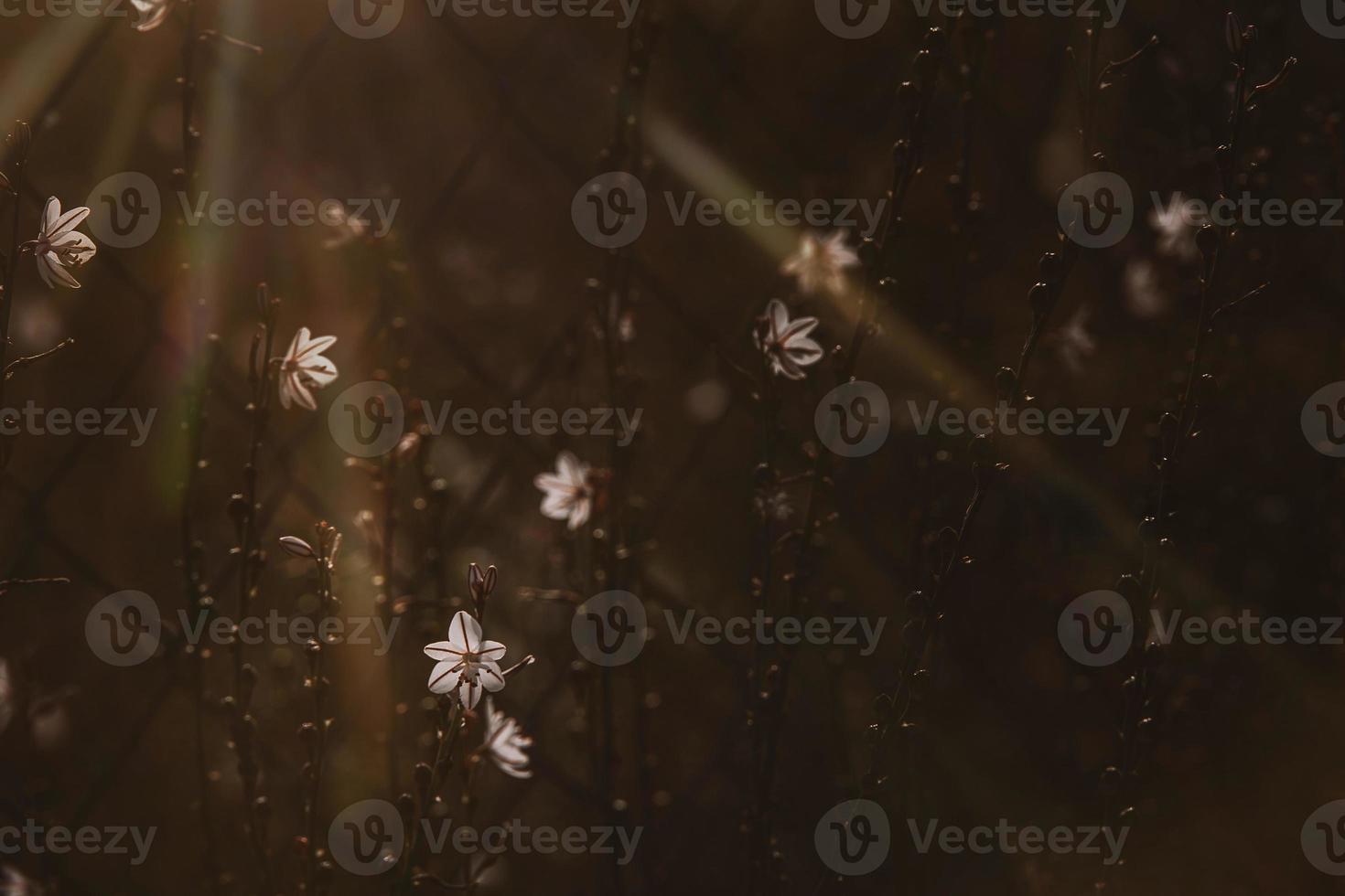 zomer wit veld- bloem in de stralen van de zon Aan de gazon foto