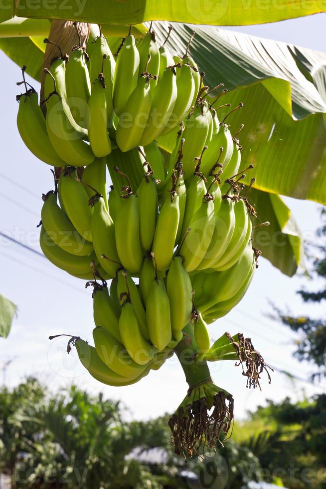 groen jong bananen foto