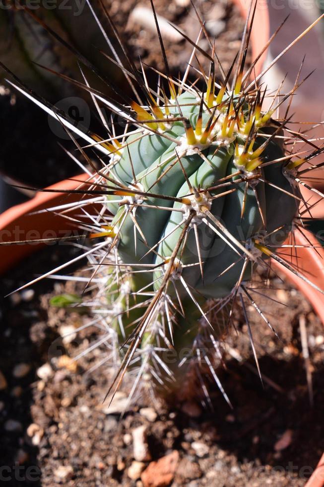 achtergrond met een cactus foto