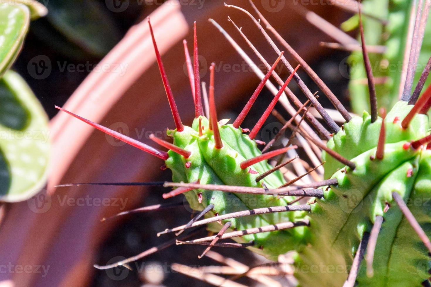 close up van een cactus foto