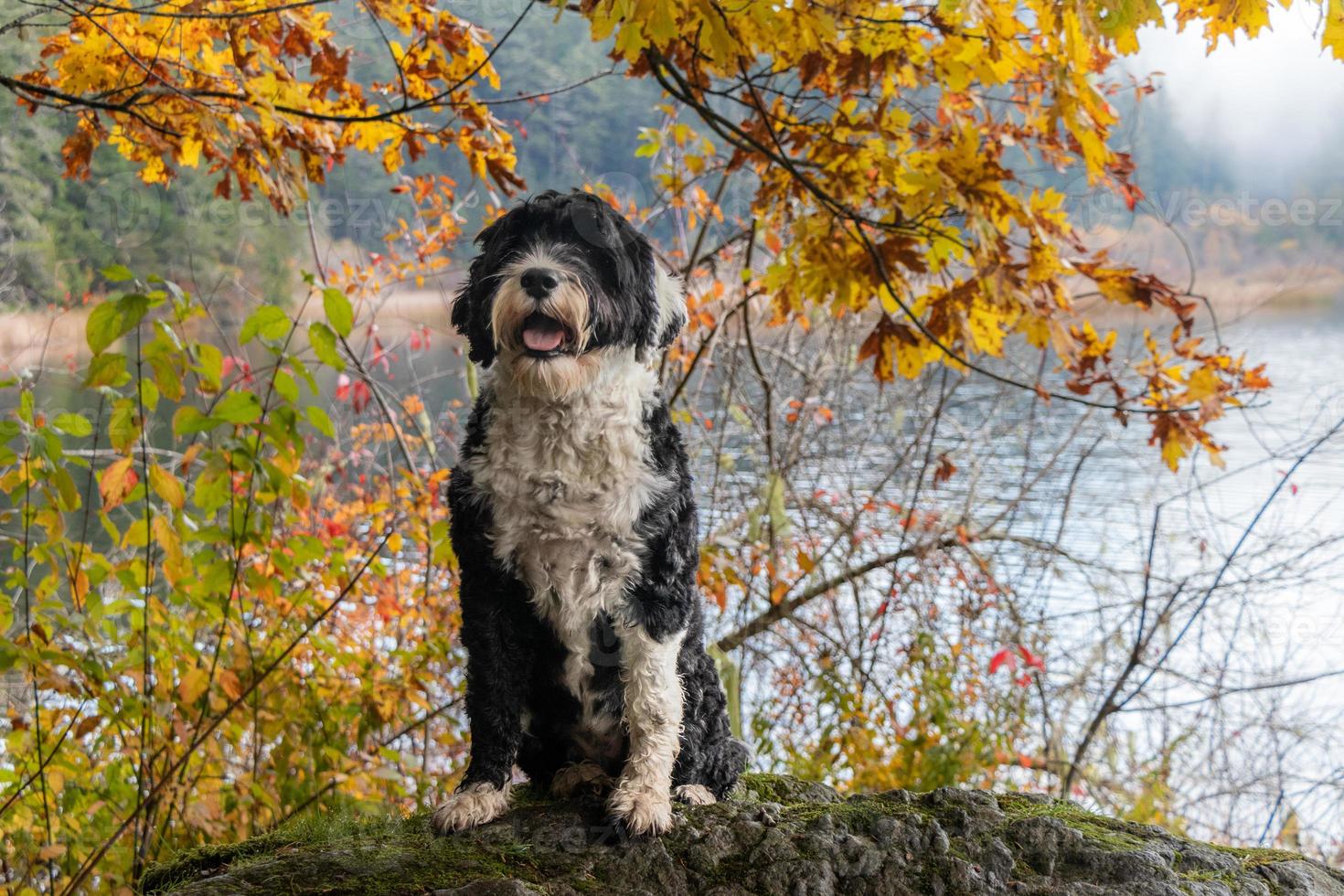 hond met kleurrijk herfst bladeren Bij matheson meer regionaal park foto