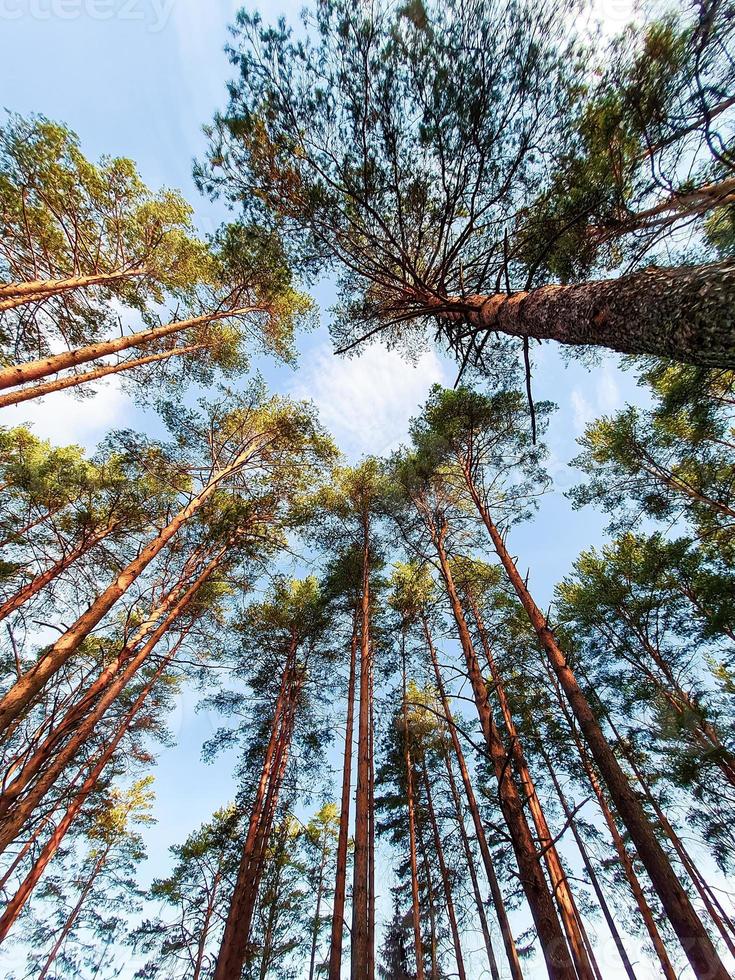 bodem visie van hoog pijnboom bomen in een naald- Woud tegen achtergrond van blauw lucht. surrealistische landschap. foto