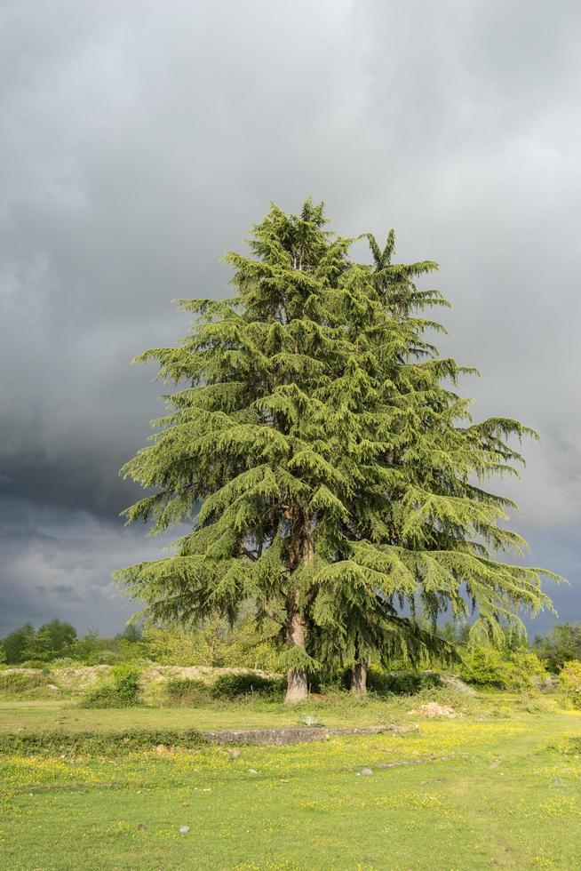 verticaal landschap met groen veld en hoge dennenboom met donkere bewolkte hemel foto