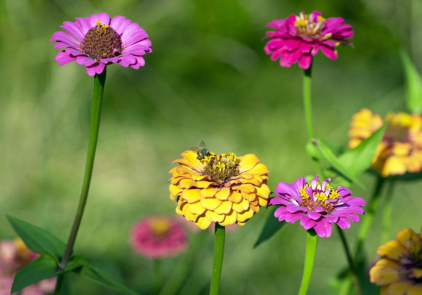 bij onder kleurrijke bloemen met vage tuinachtergrond foto