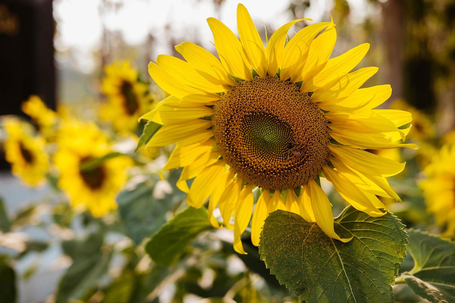 zonnebloem in een veld foto