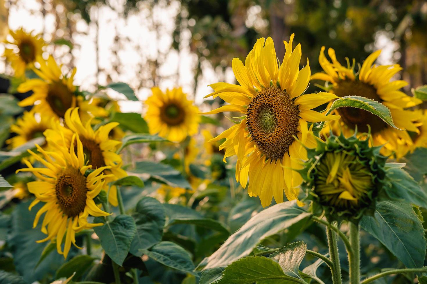 veld met zonnebloemen foto