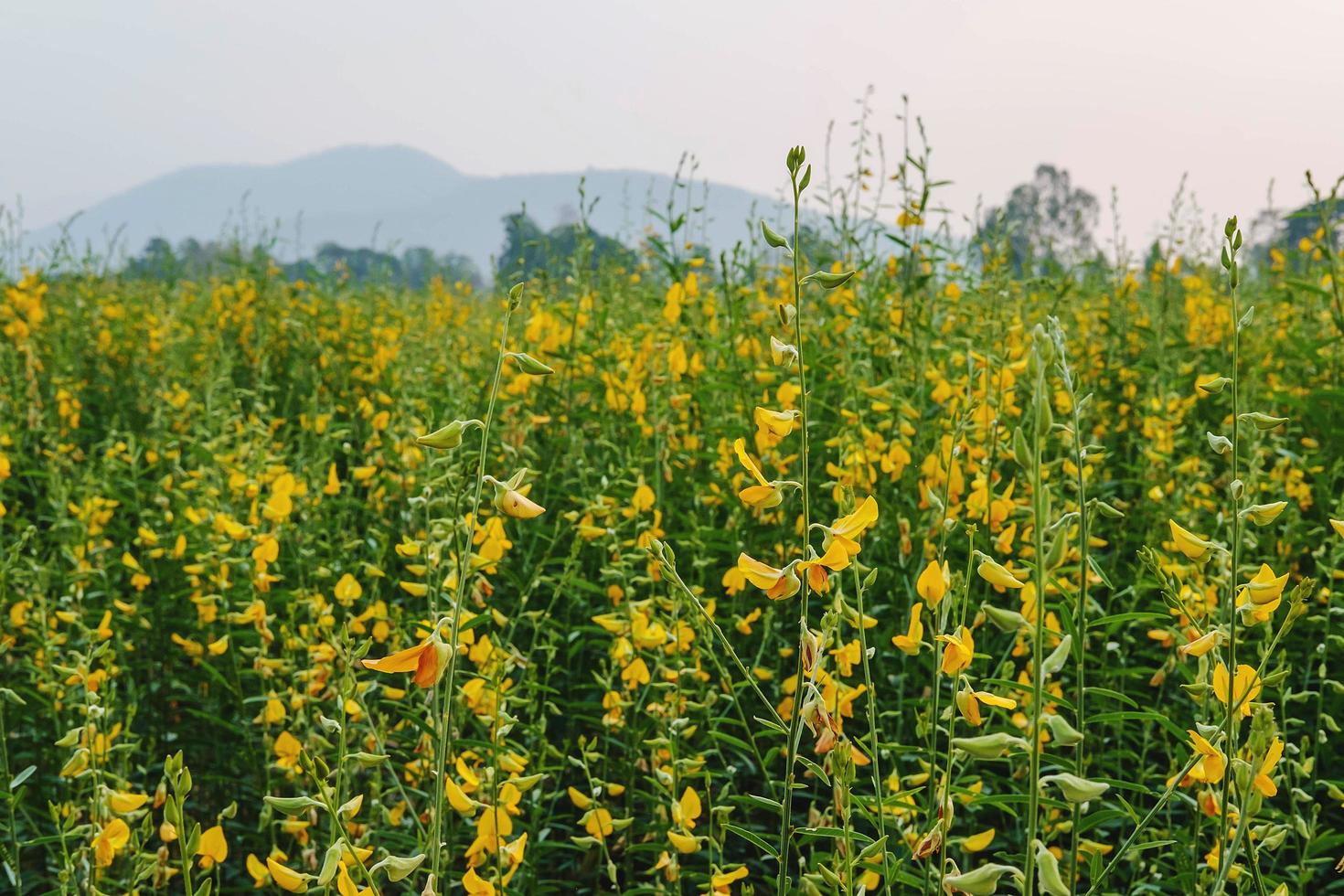 sunhemp bloem veld foto