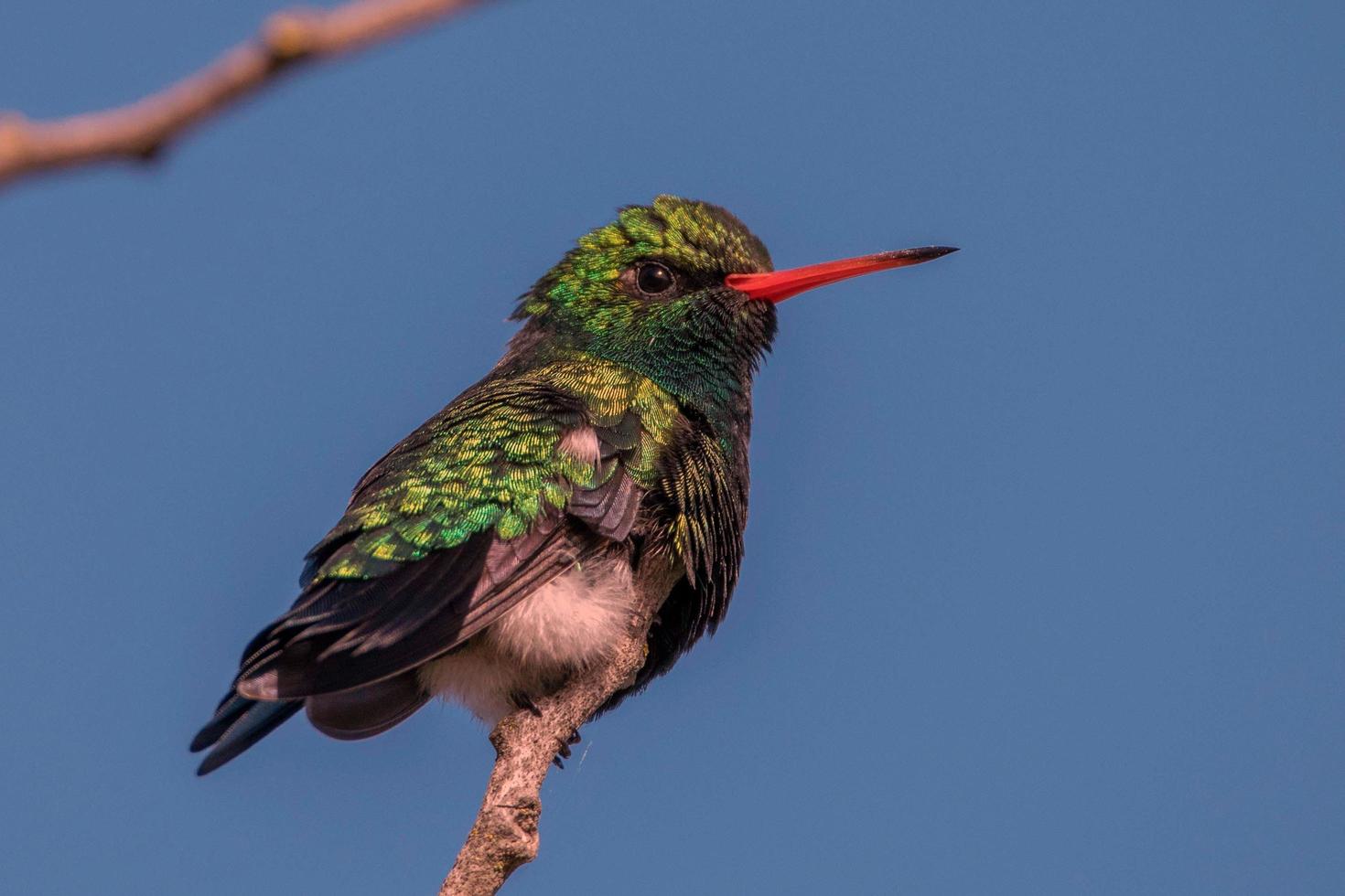 kolibrie is heel mooi vogel foto