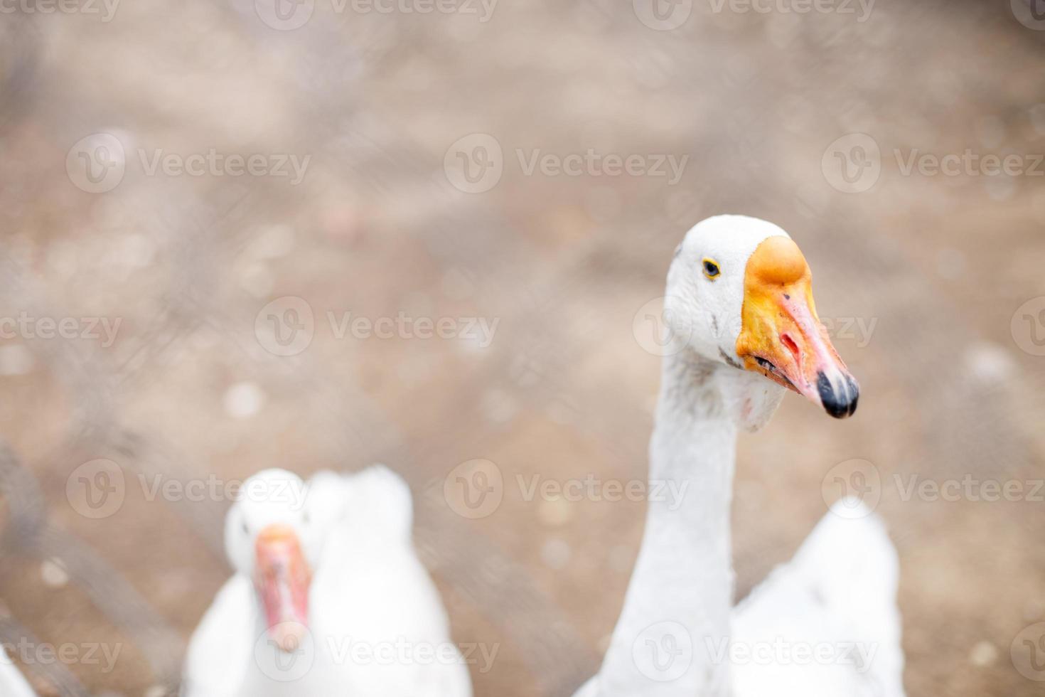 ganzen achter de schutting. detailopname portret van een gans foto