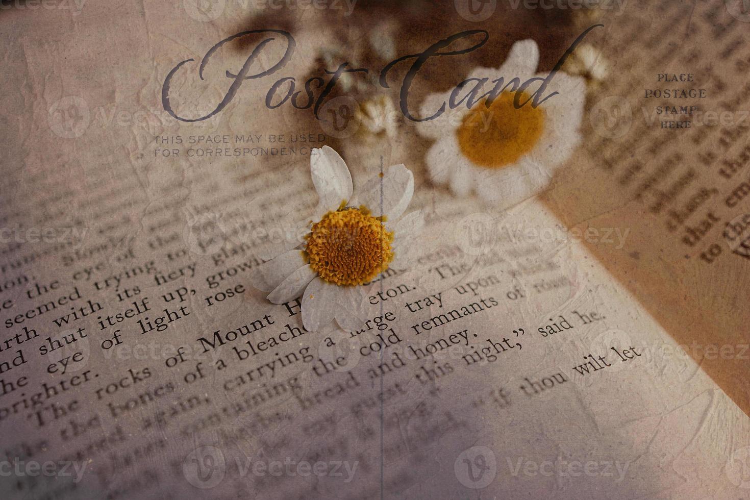 detailopname mooi weinig voorjaar bloem madeliefje kamille Aan de achtergrond van de oud boek foto