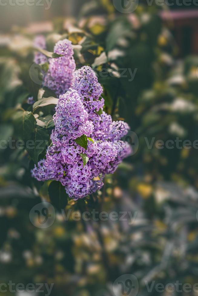 Purper lila bloem Aan een achtergrond van groen bladeren Aan een warm voorjaar dag foto