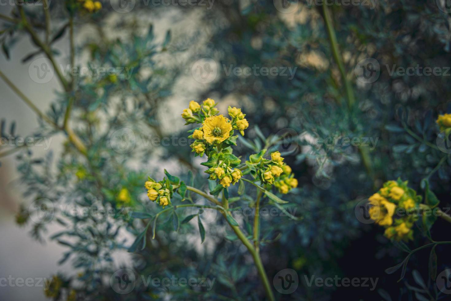 weinig geel voorjaar bloem Aan een achtergrond van een groen tuin detailopname foto