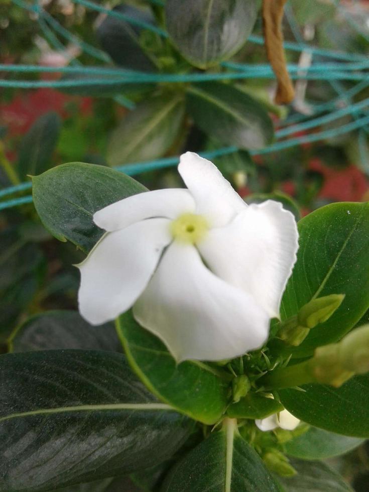 nayantara bloemen zijn bloeiend in de bloem boom foto