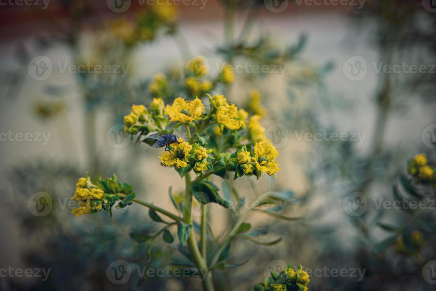 weinig geel voorjaar bloem Aan een achtergrond van een groen tuin detailopname foto