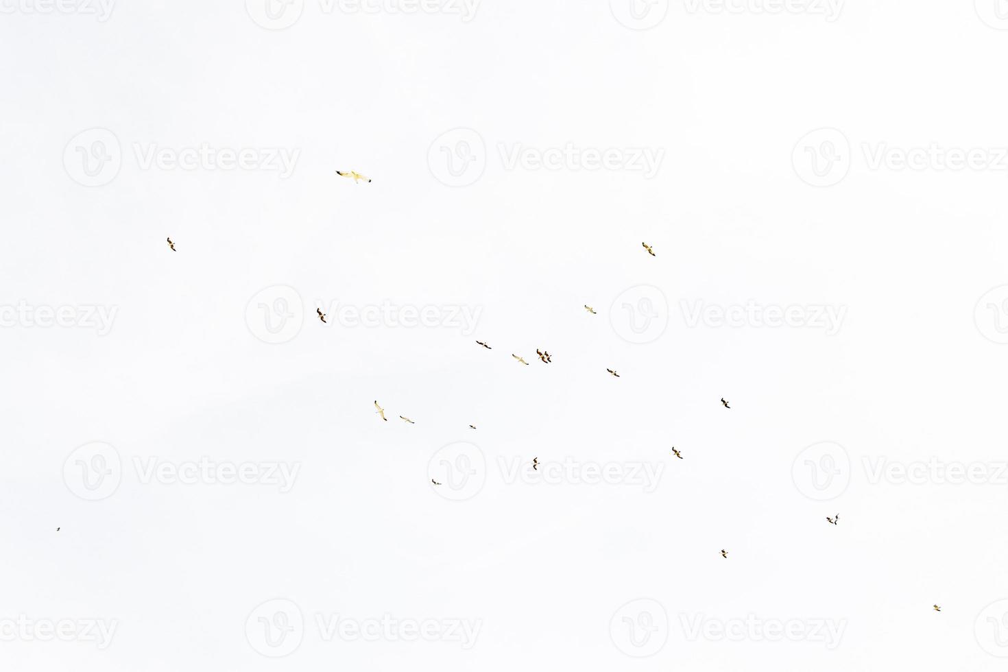 vogelstand vrij wild meeuwen in vlucht tegen een Doorzichtig lucht structuur foto