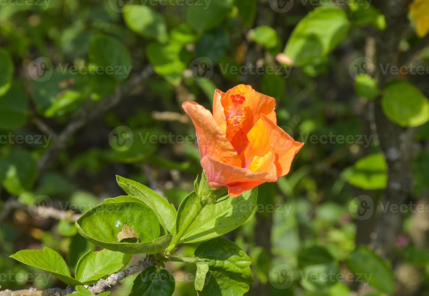 oranje hibiscus bloem met mooi bloemblaadjes en stuifmeel bloeiend in de tuin van Bangkok, Thailand foto