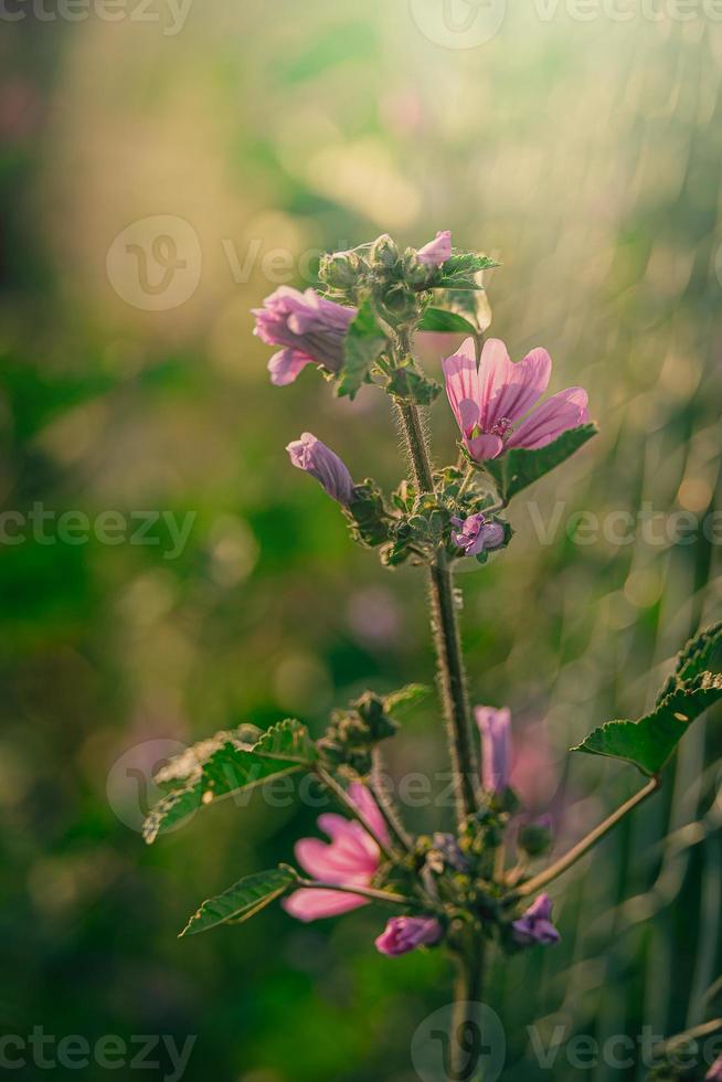 wild Purper wild kaasjeskruid bloem Aan groen weide Aan voorjaar dag in detailopname foto