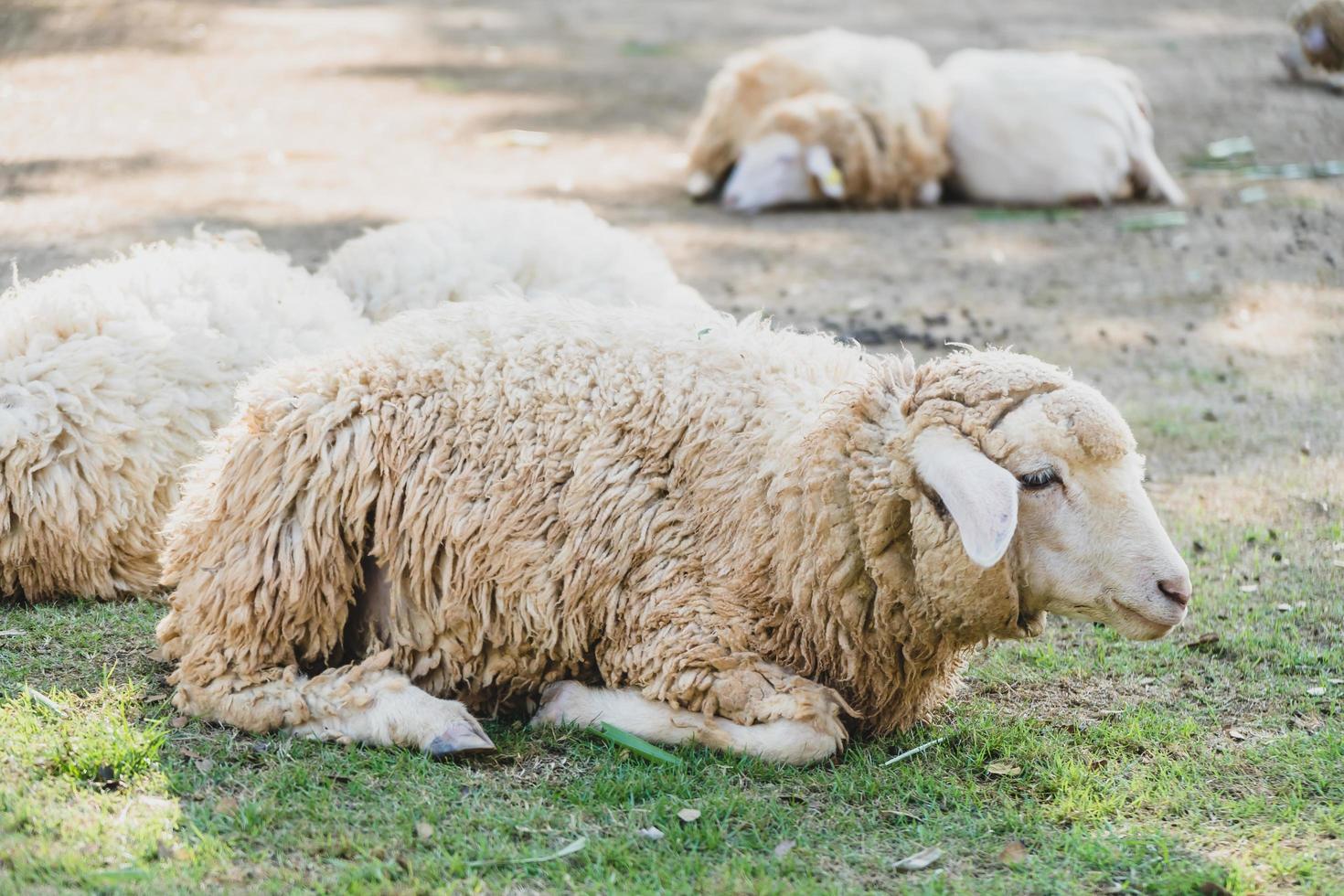 schapen op groen gras foto