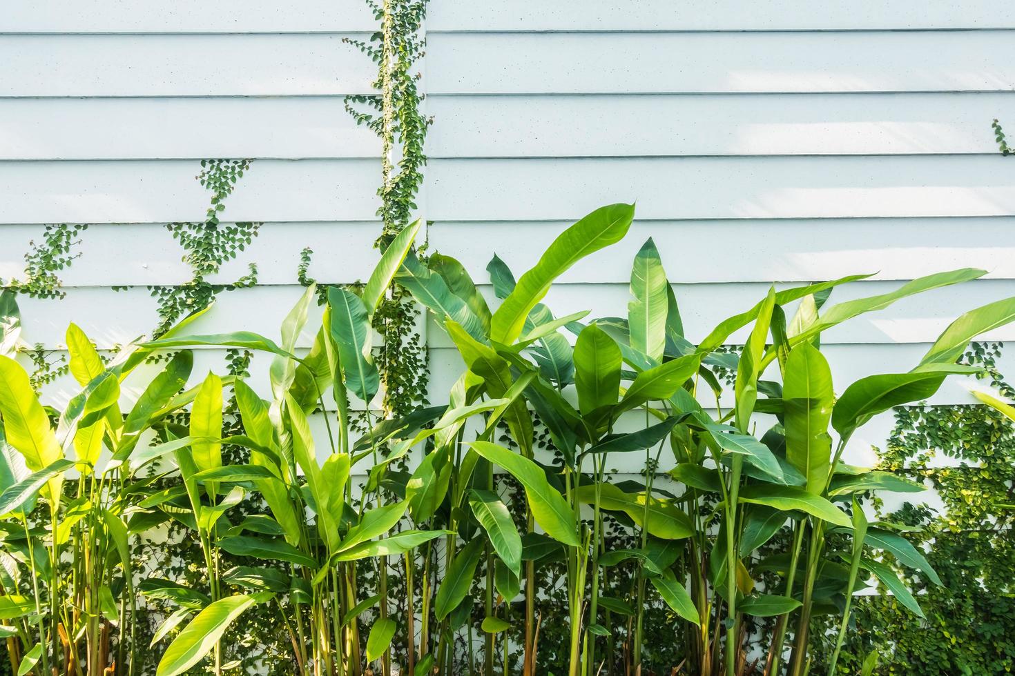 witte muur en planten foto