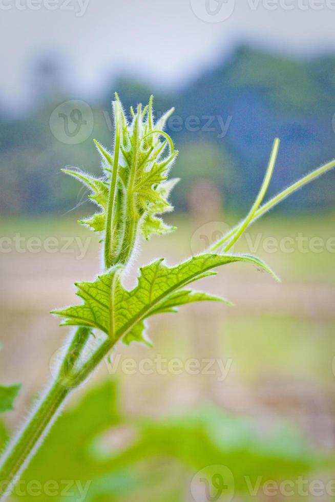 de tip van een jong kalebas blad detailopname keer bekeken. foto