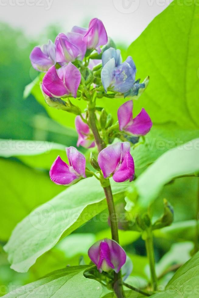 een Afdeling van licht Purper Boon boom bloemen detailopname keer bekeken. foto