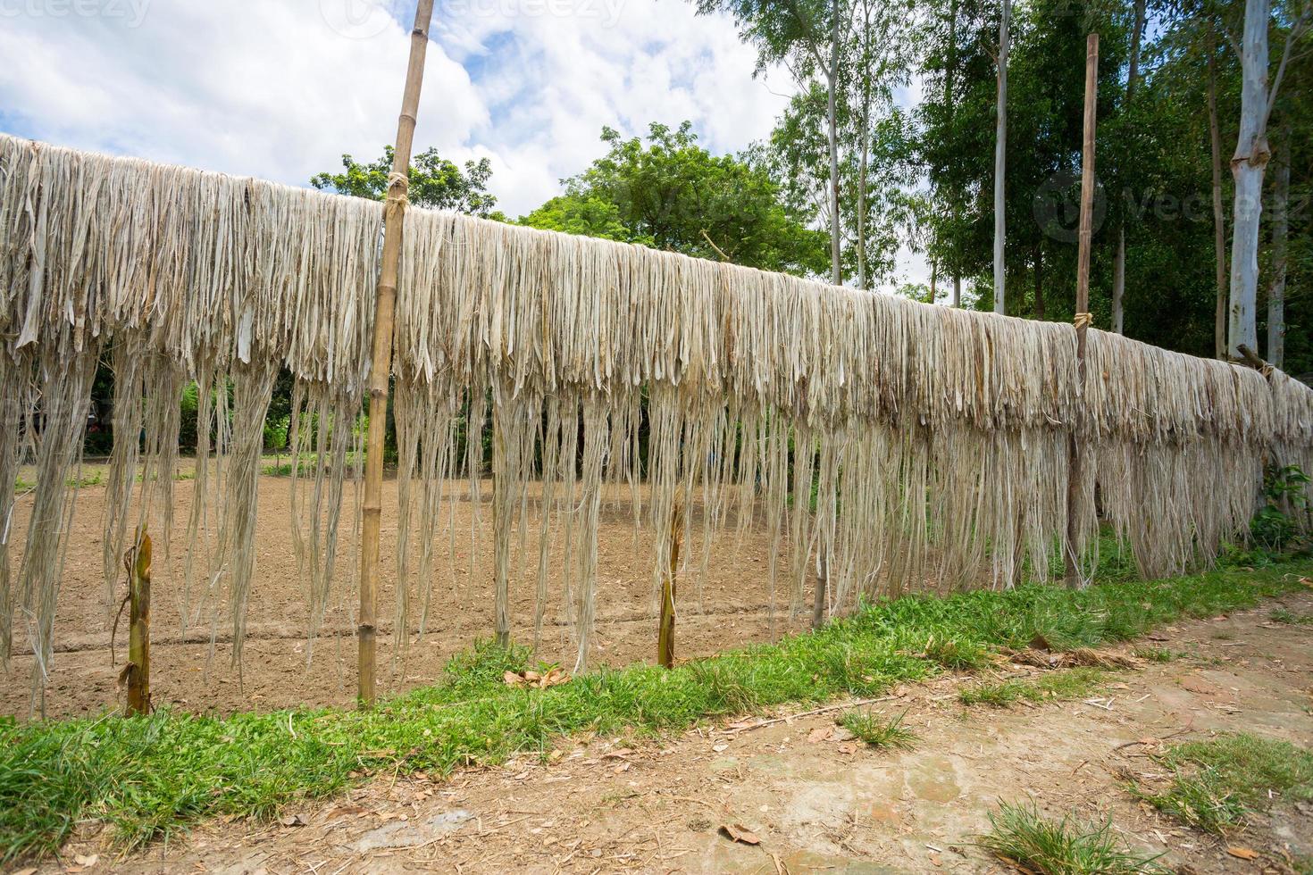 jute- vezel zijn gehouden hangen Aan voor zon drogen Bij madhabdi, narsingdi, bangladesh. foto