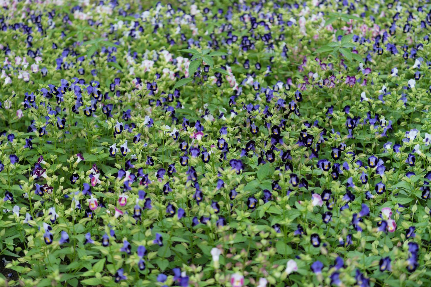 patch van blauwe bloemen op planten foto