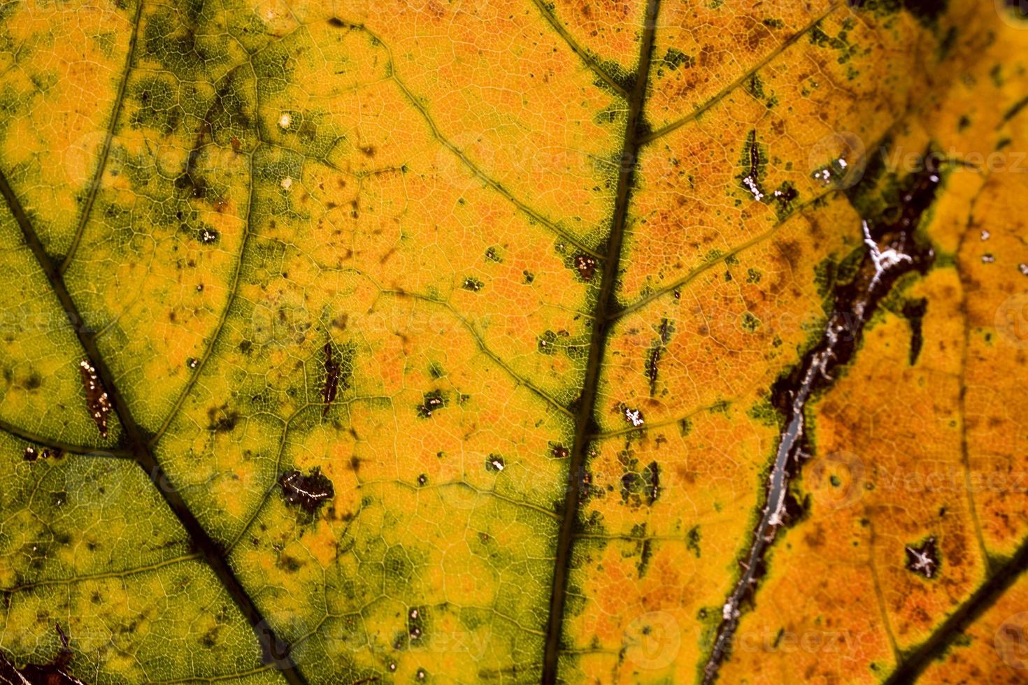 achtergrond met herfst gekleurde esdoorn- bladeren foto