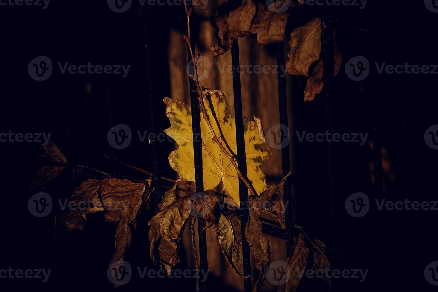 herfst gouden esdoorn- blad Aan een metaal hek foto