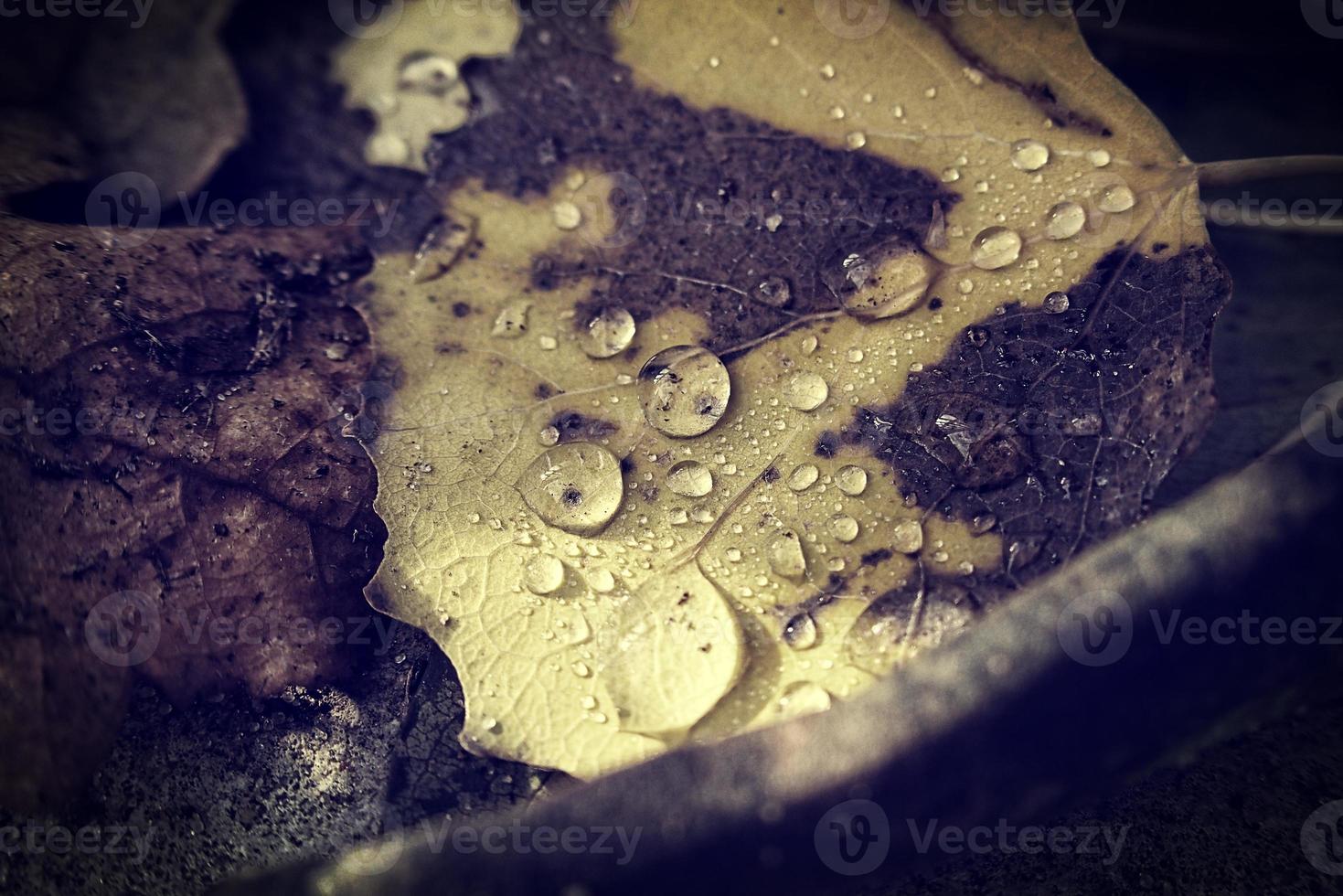 natuurlijk achtergrond met herfst bladeren met regen druppels foto