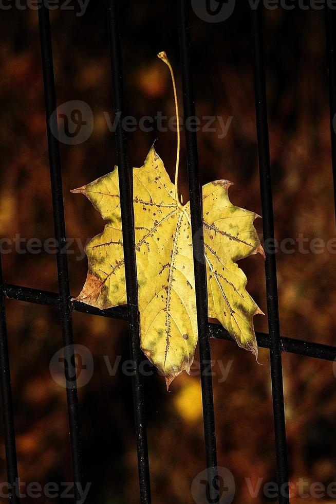herfst gouden esdoorn- blad Aan een metaal hek foto
