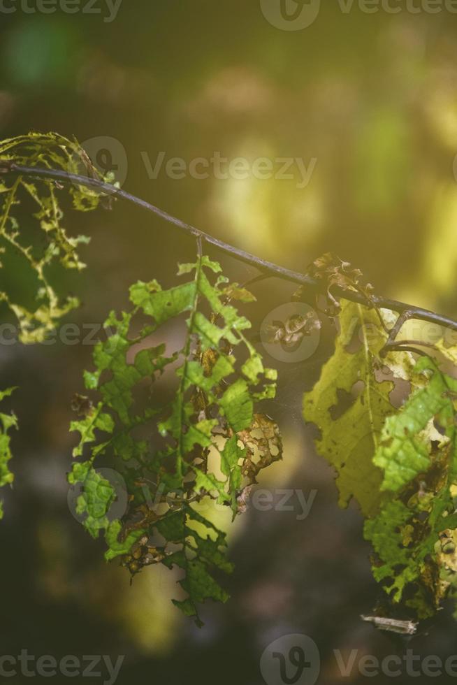 opengewerkt herfst bladeren in de zon foto