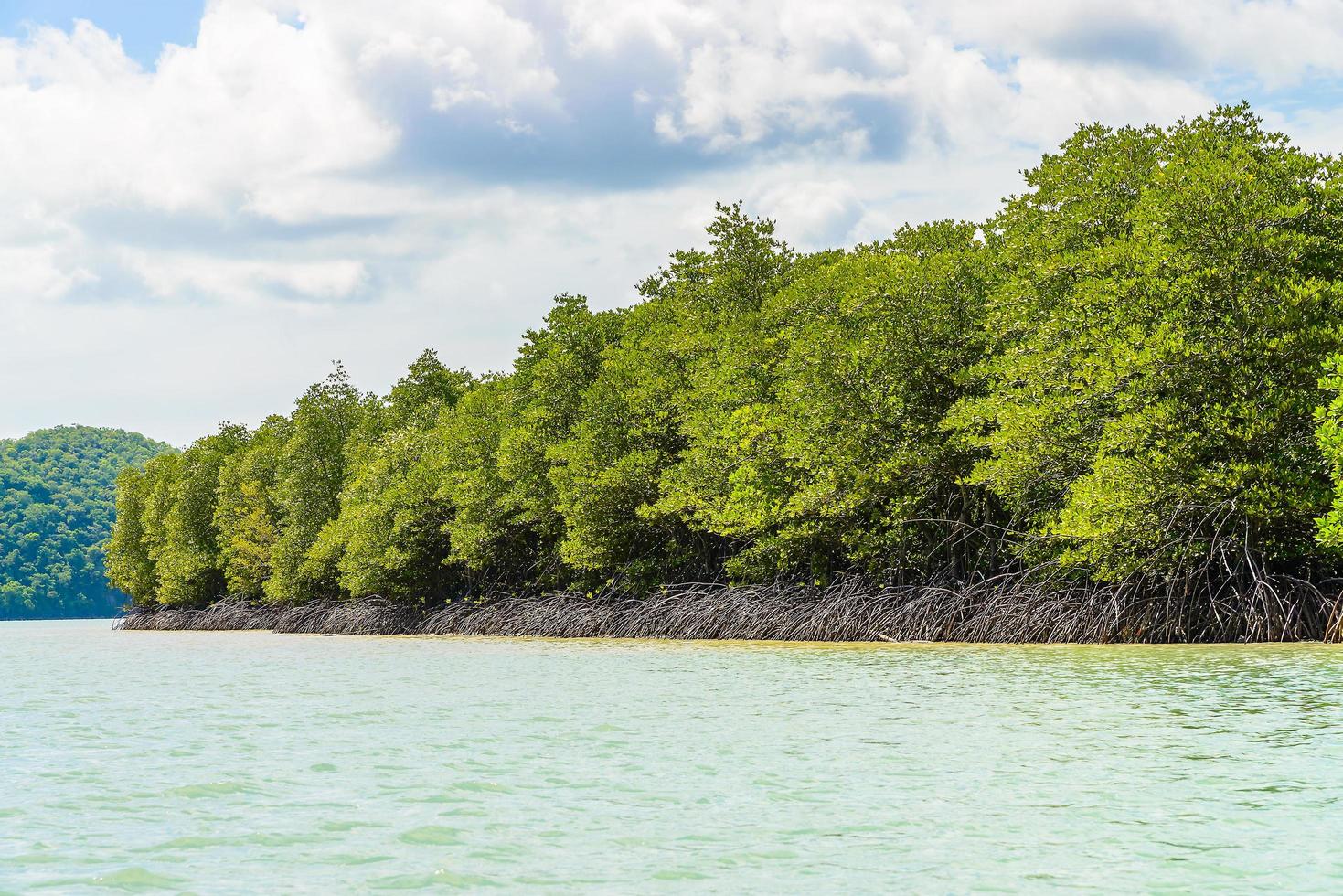 mooi tropisch mangrovebos in Thailand foto