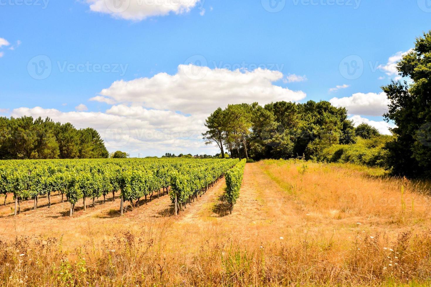 toneel- landelijk landschap foto