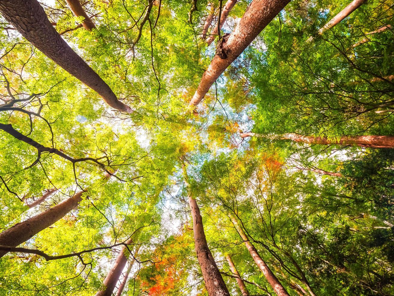 grote bomen in het bos, laag engelenzicht foto