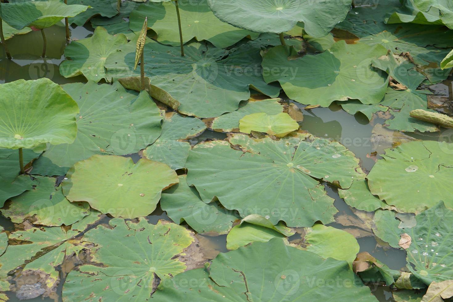 lotus blad in de tuin vijver foto