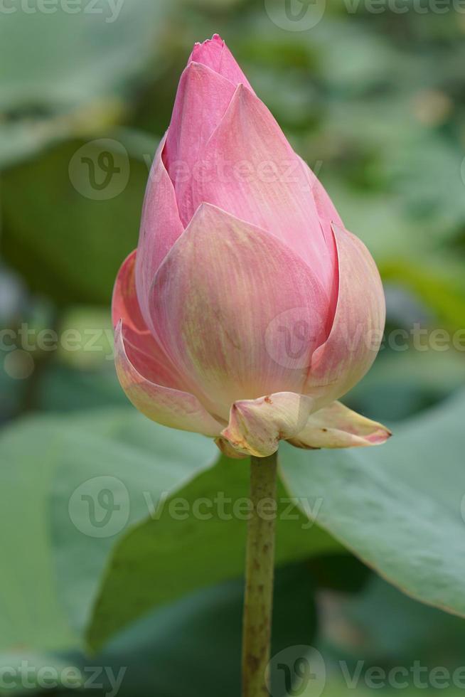 lotus bloem in de tuin vijver foto