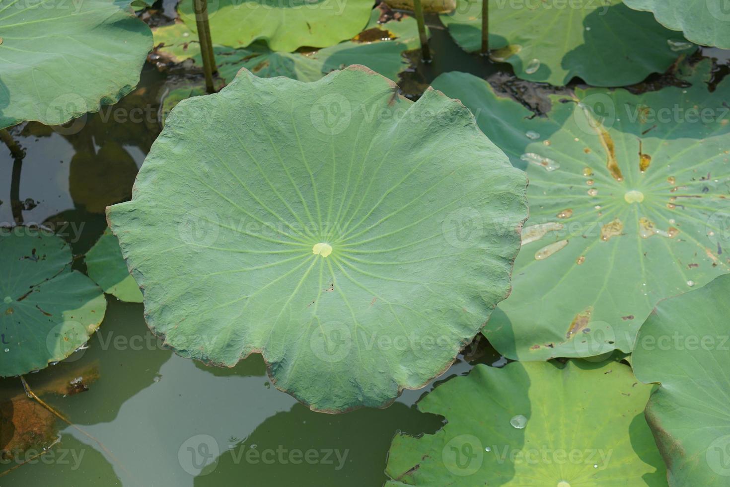 lotus blad in de tuin vijver foto